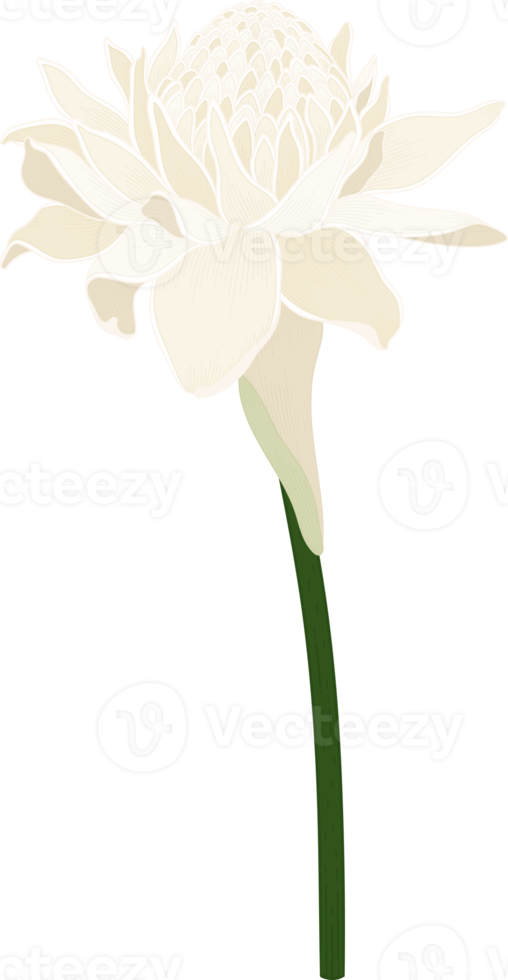 vit fackla ingefära blomma handritad illustration. png