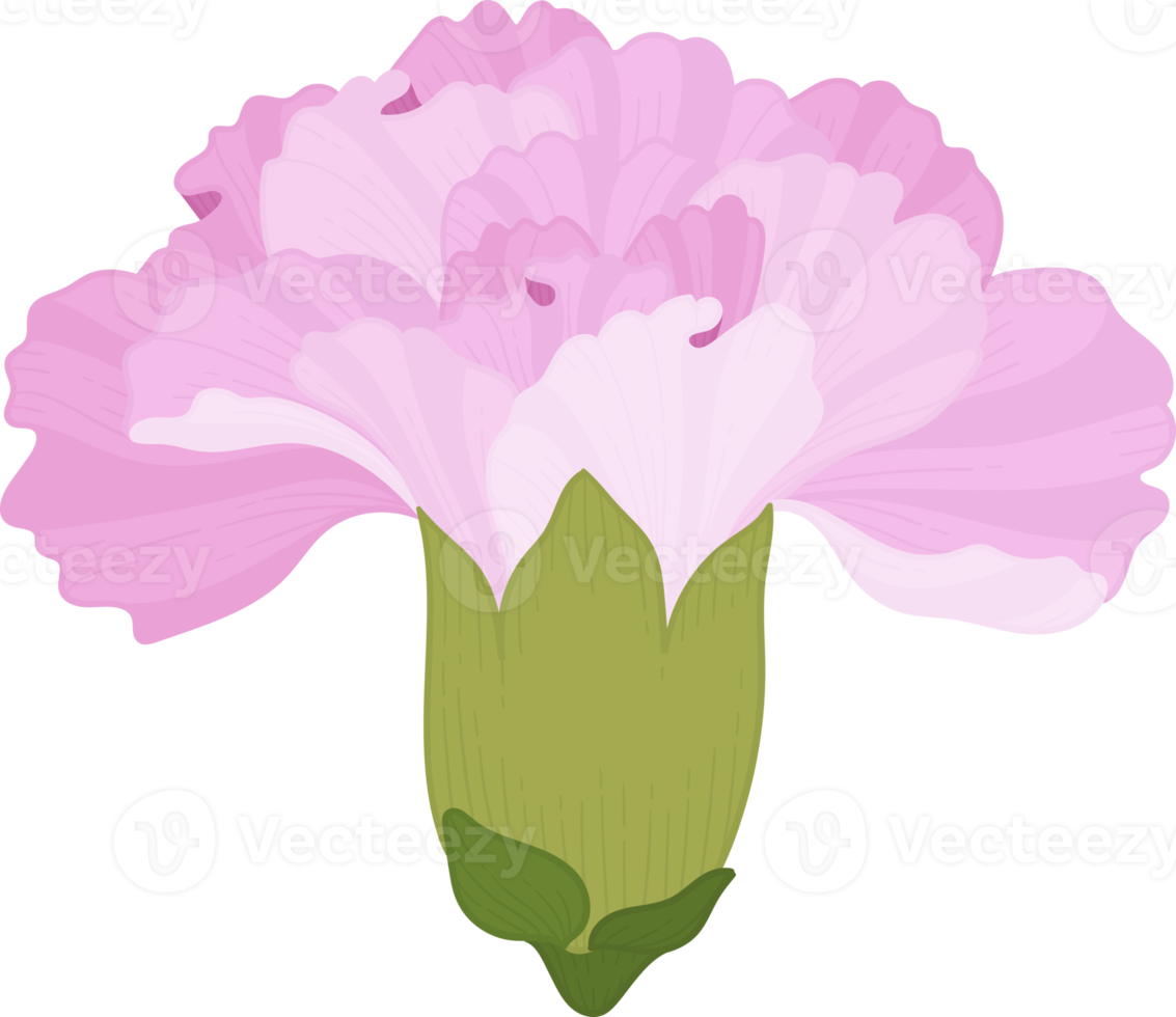 illustration dessinée à la main de fleur d'oeillet rose. png