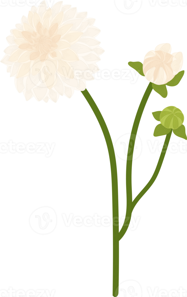 White dahlia flower hand drawn illustration. png