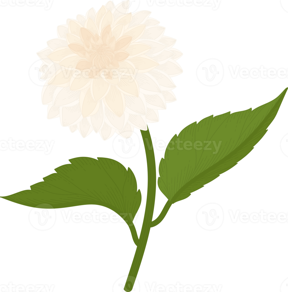 vit dahlia blomma handritad illustration. png