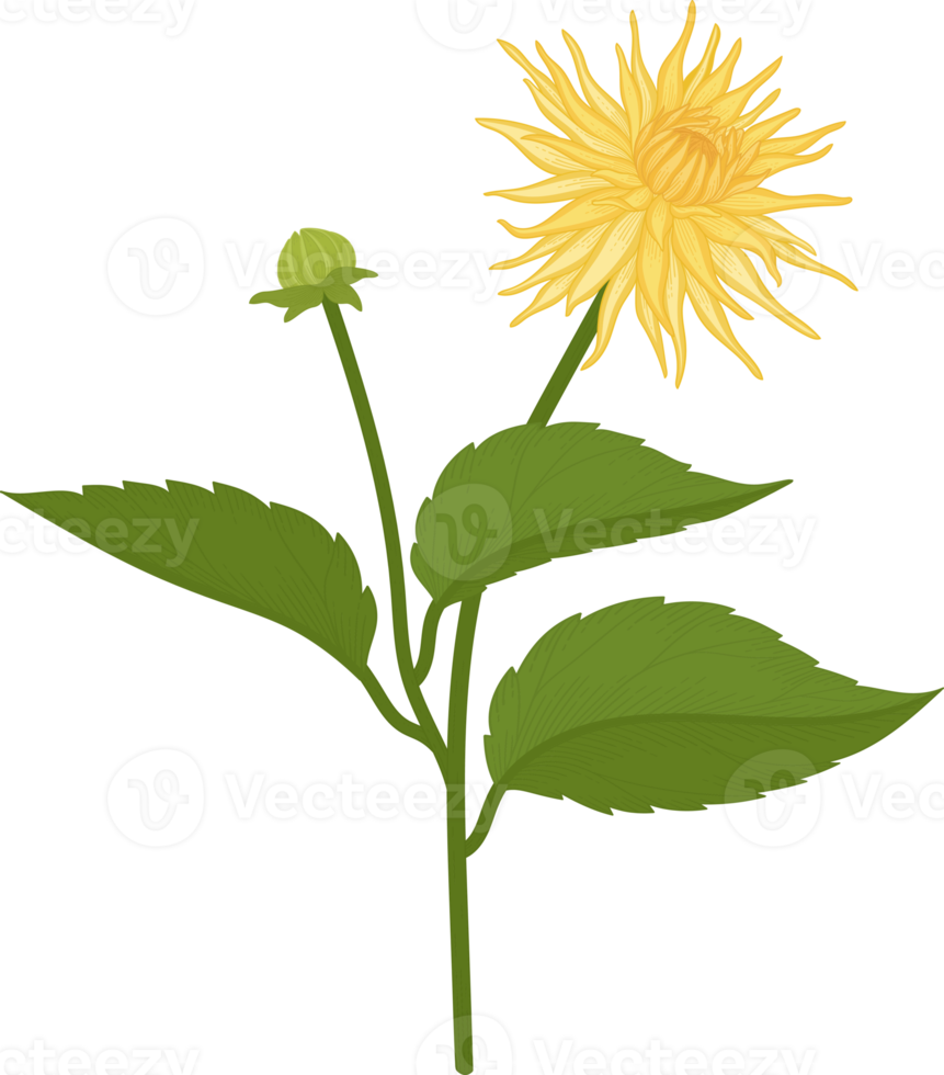 Yellow dahlia flower hand drawn illustration. png