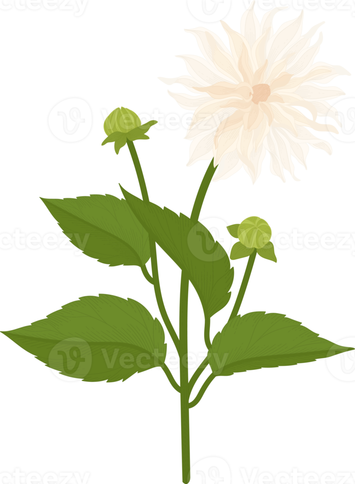 White dahlia flower hand drawn illustration. png