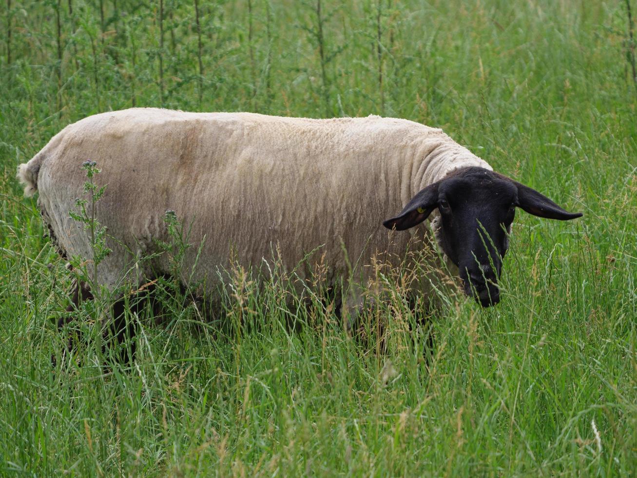 sheeps on a field in germany photo