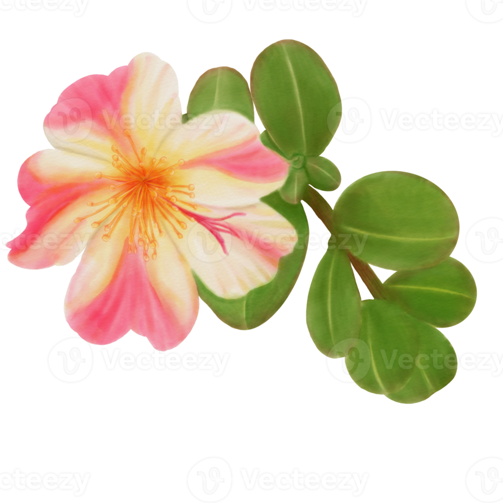 aquarelle d'une fleur tropicale dans une fleur de pusley png