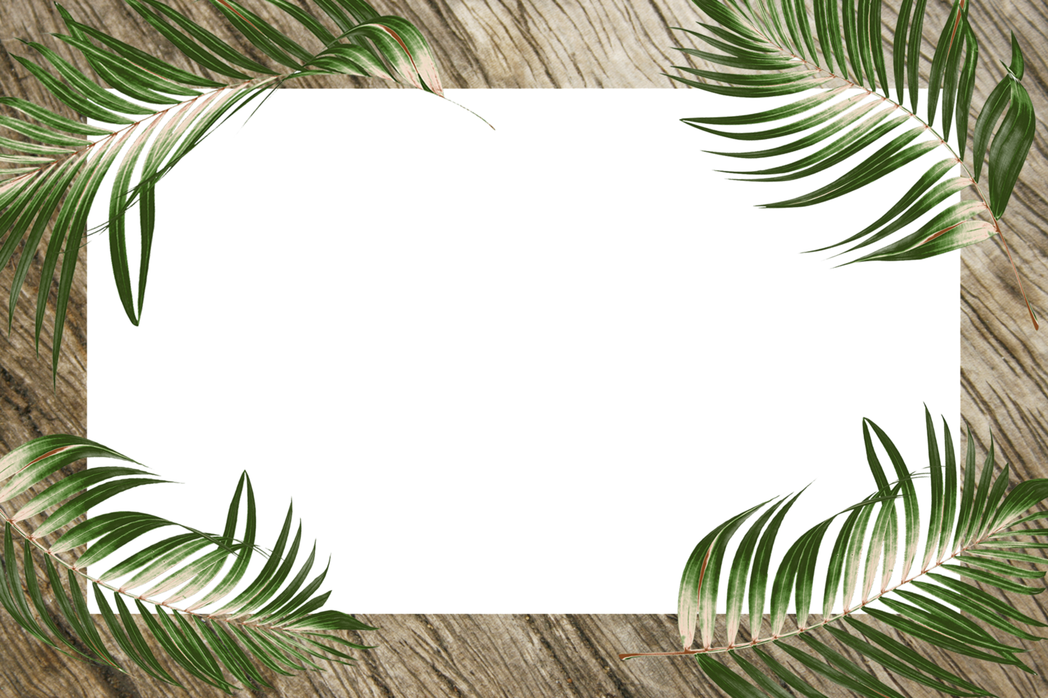 quadro de folhas de palmeira tropical botânica verde em fundo transparente png