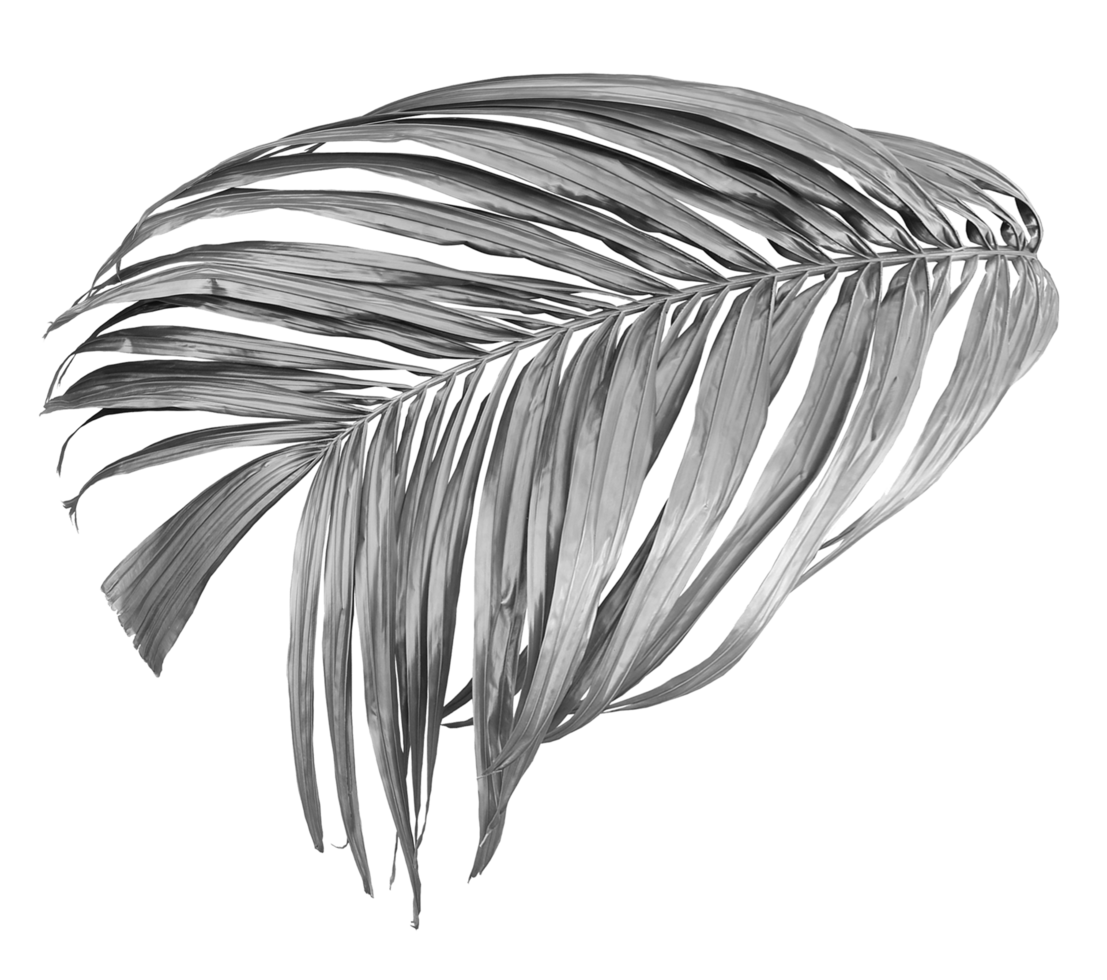 tropical black palm leaf isolated on transparent for summer background png file