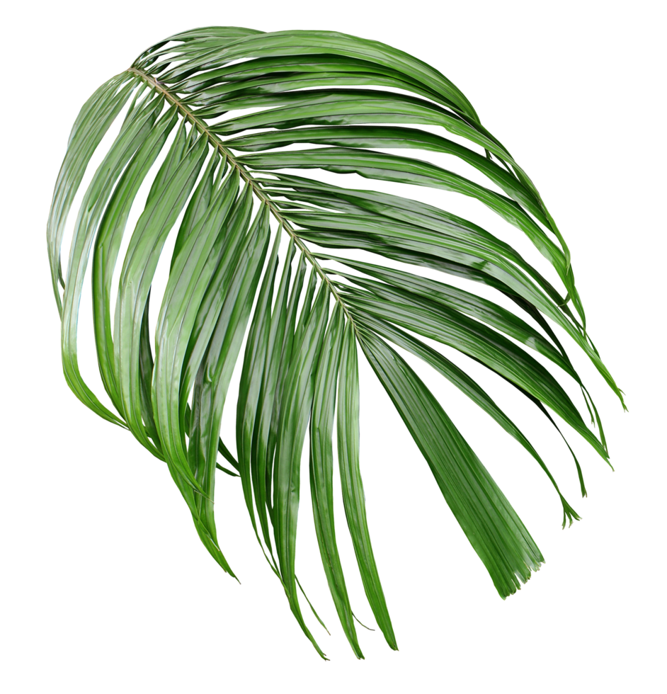 tropical green palm leaf isolated on transparent for summer background png file