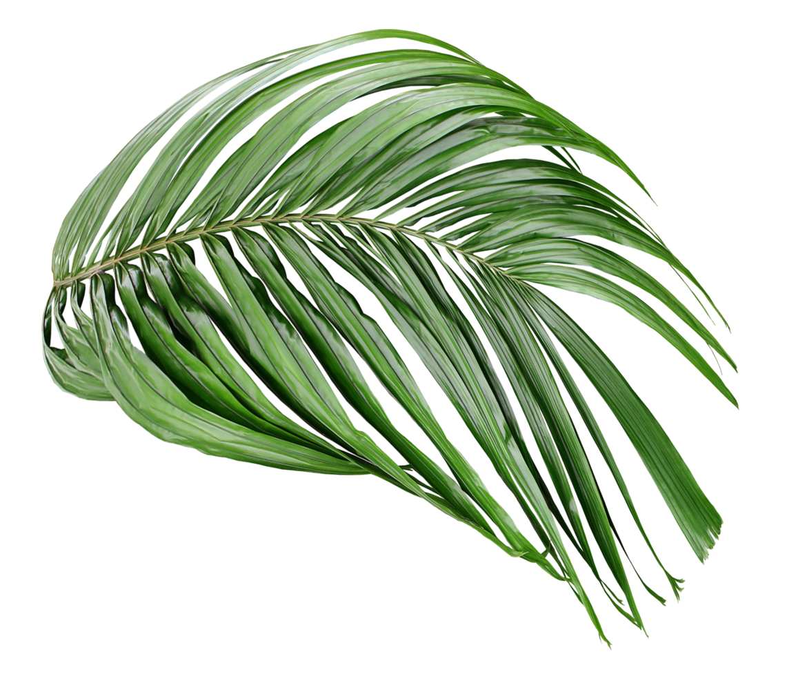 tropical green palm leaf isolated on transparent for summer background png file