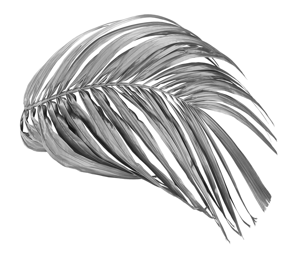 hoja de palma negra tropical aislada en transparente para el archivo png de fondo de verano