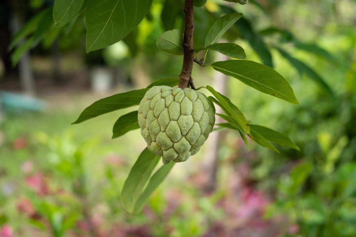 custard apple fruit growing in the garden. The fruit is rough with a sweet taste. photo