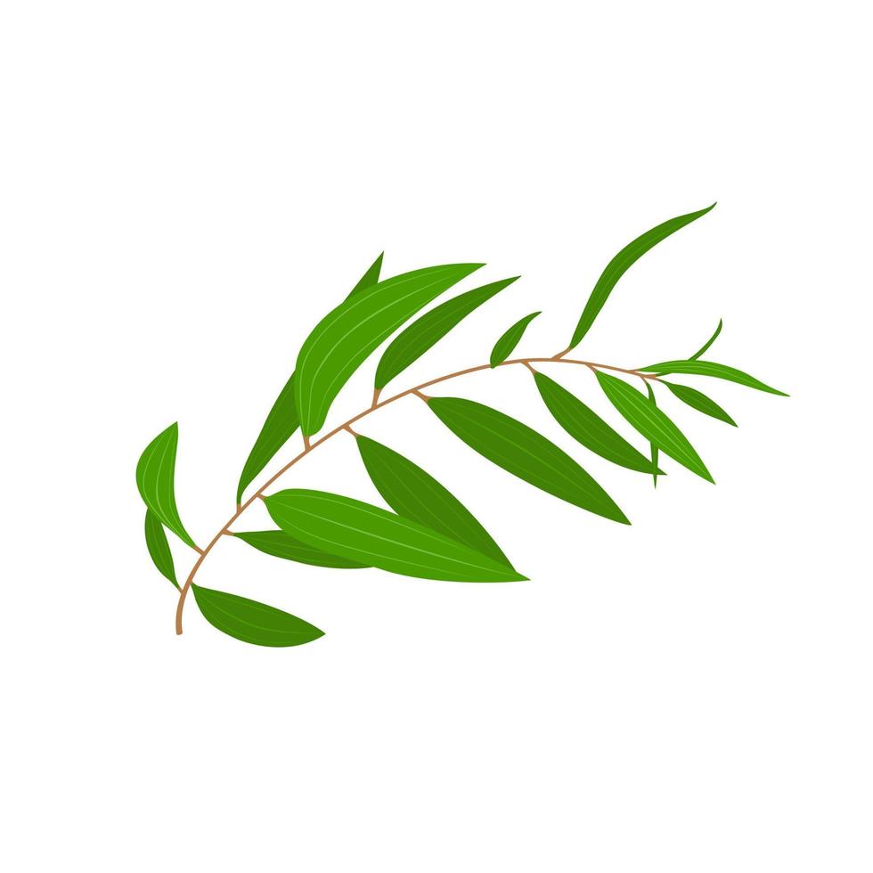 vector illustration, eucalyptus leaf or Melaleuca cajuputi, isolated on white background.