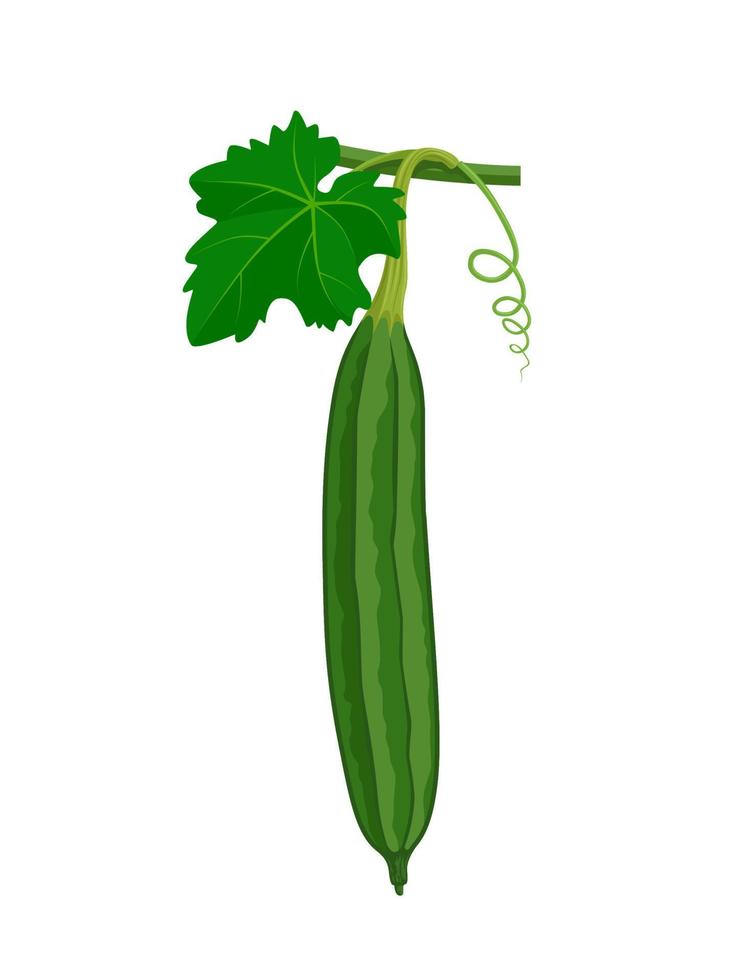 Vector illustration of Luffa or Luffa acutangula, also known as sponge gourd, isolated on a white background.