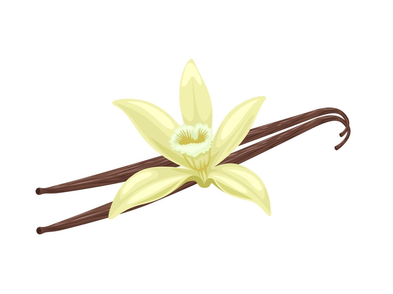 flor de vainilla con palitos de vainilla secos. ingrediente de condimento aromático para la cocina y la repostería dulce, aislado sobre fondo blanco. ilustración vectorial vector