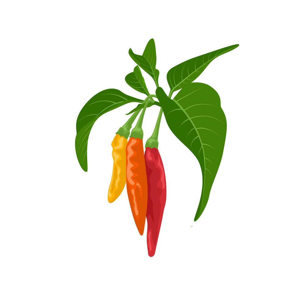 Vector illustration of chili with green leaves, isolated on white background.