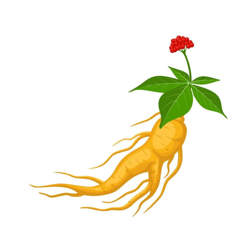 ilustración vectorial, raíz de ginseng con hojas, aislada en fondo blanco, adecuada para etiquetas de productos de envasado de medicina herbaria o portadas de libros de medicina herbaria. vector