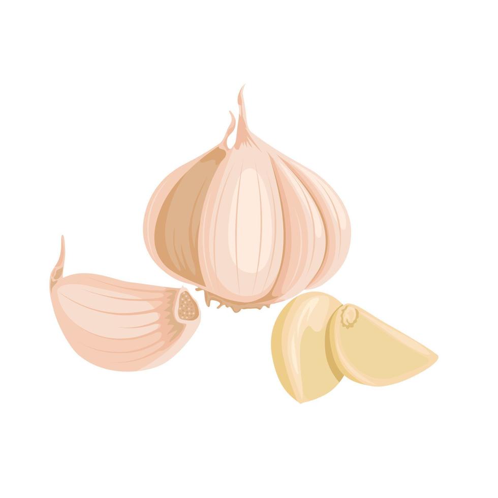 Vector illustration. Garlic Bulbs and cloves in flat design isolated on white background.