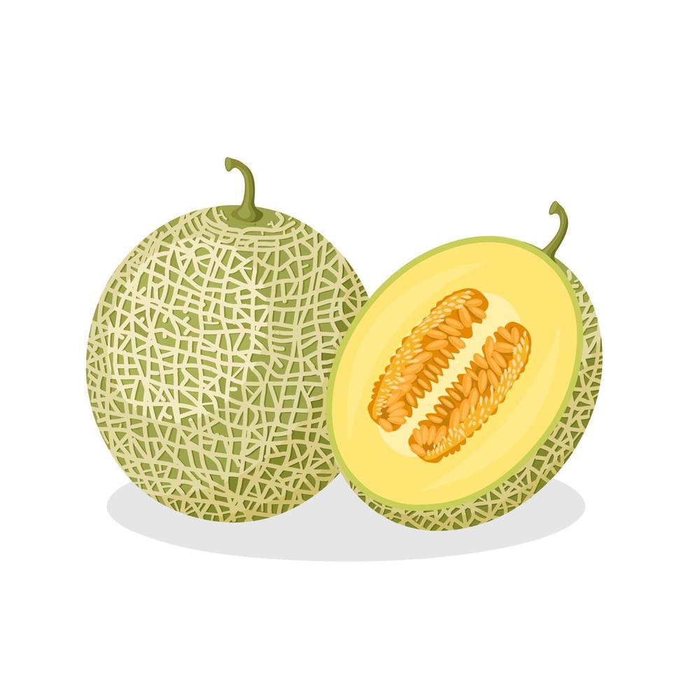 Vector illustration of whole and half melon, isolated on white background.