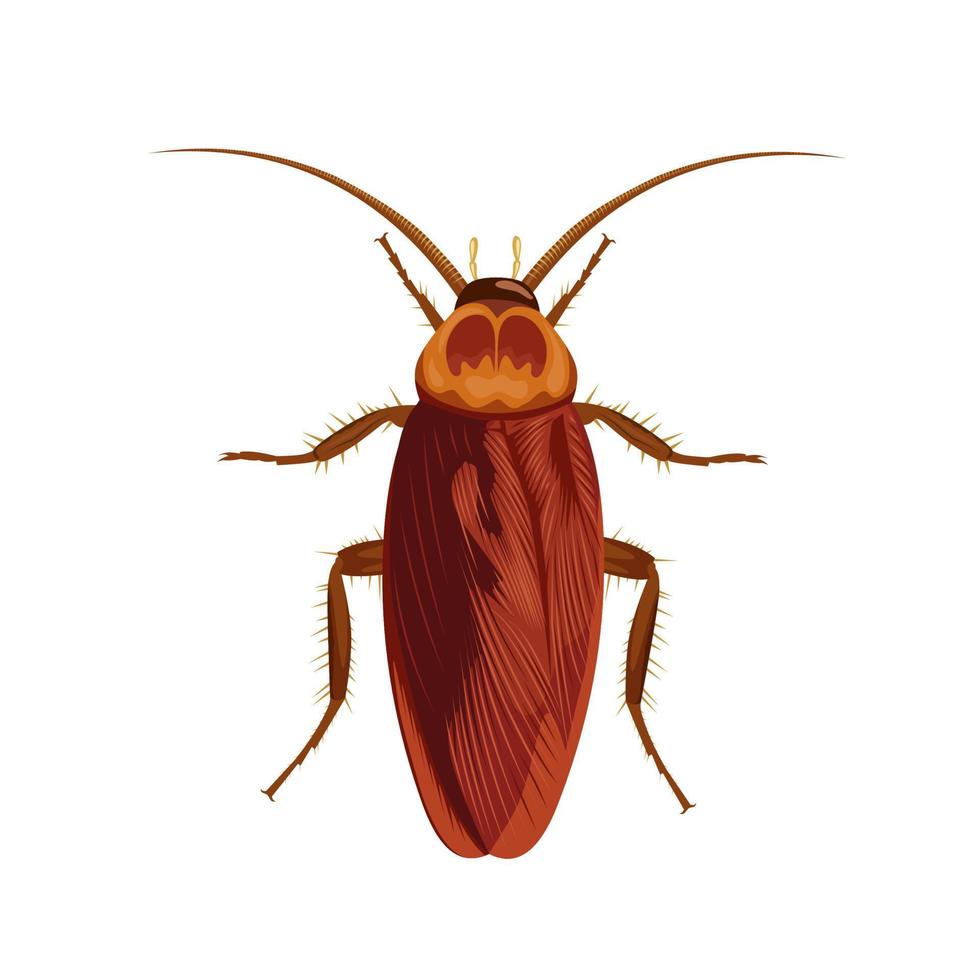 ilustración vectorial de una cucaracha, aislada en un fondo blanco. vector