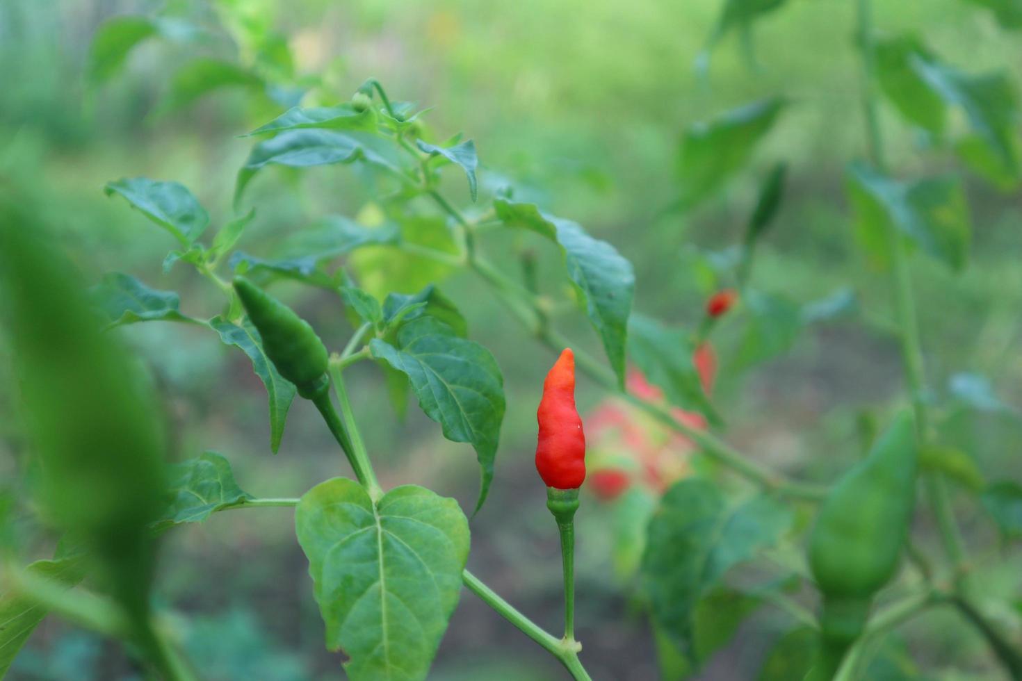 Hot chili peppers growing plant. Red and green Chile peppers plant photo