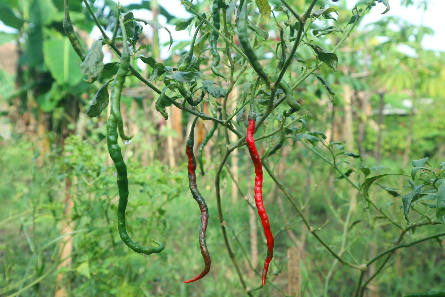 Hot chili peppers growing plant. Red and green Chile peppers plant photo