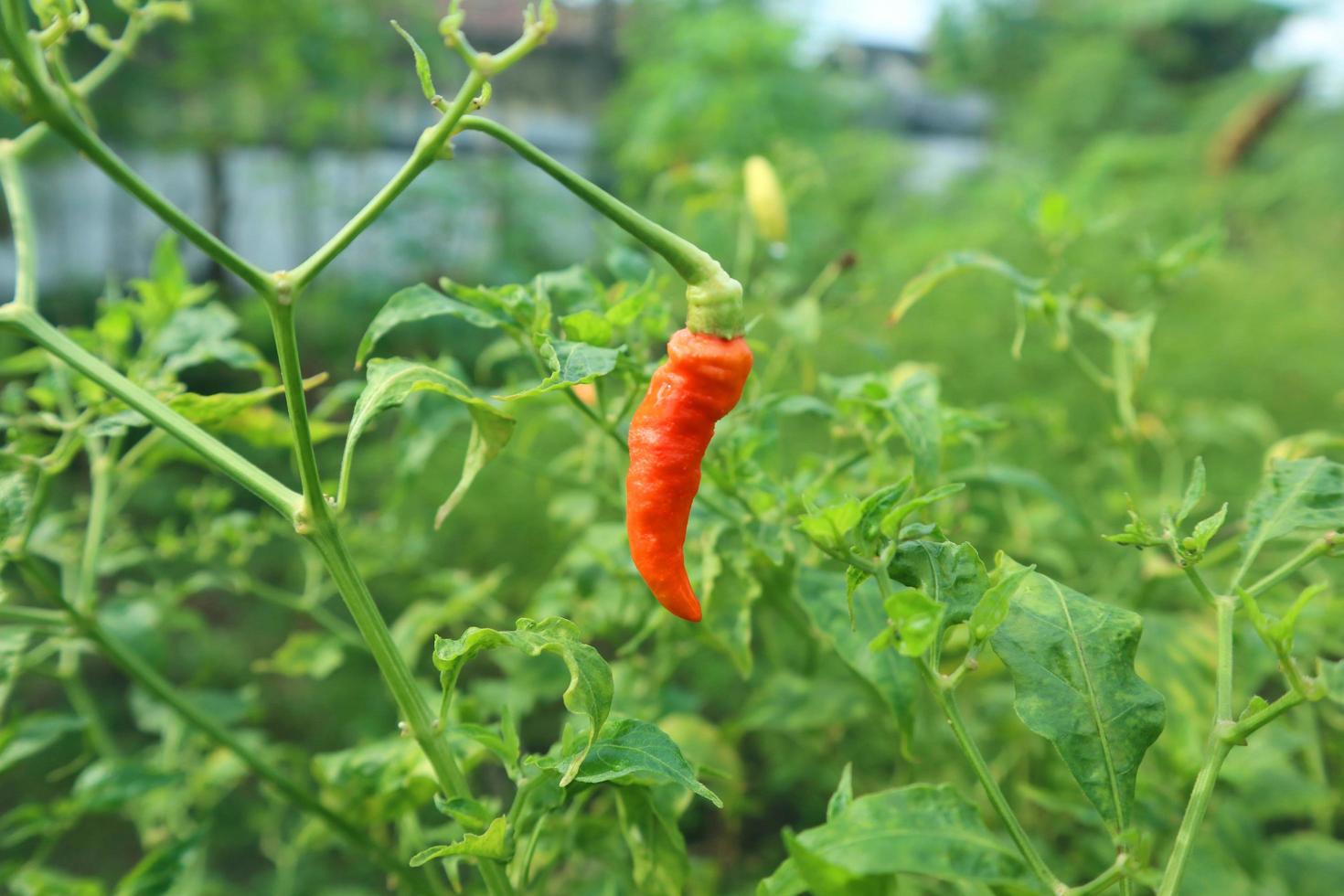 Hot chili peppers growing plant. Red and green Chile peppers plant photo