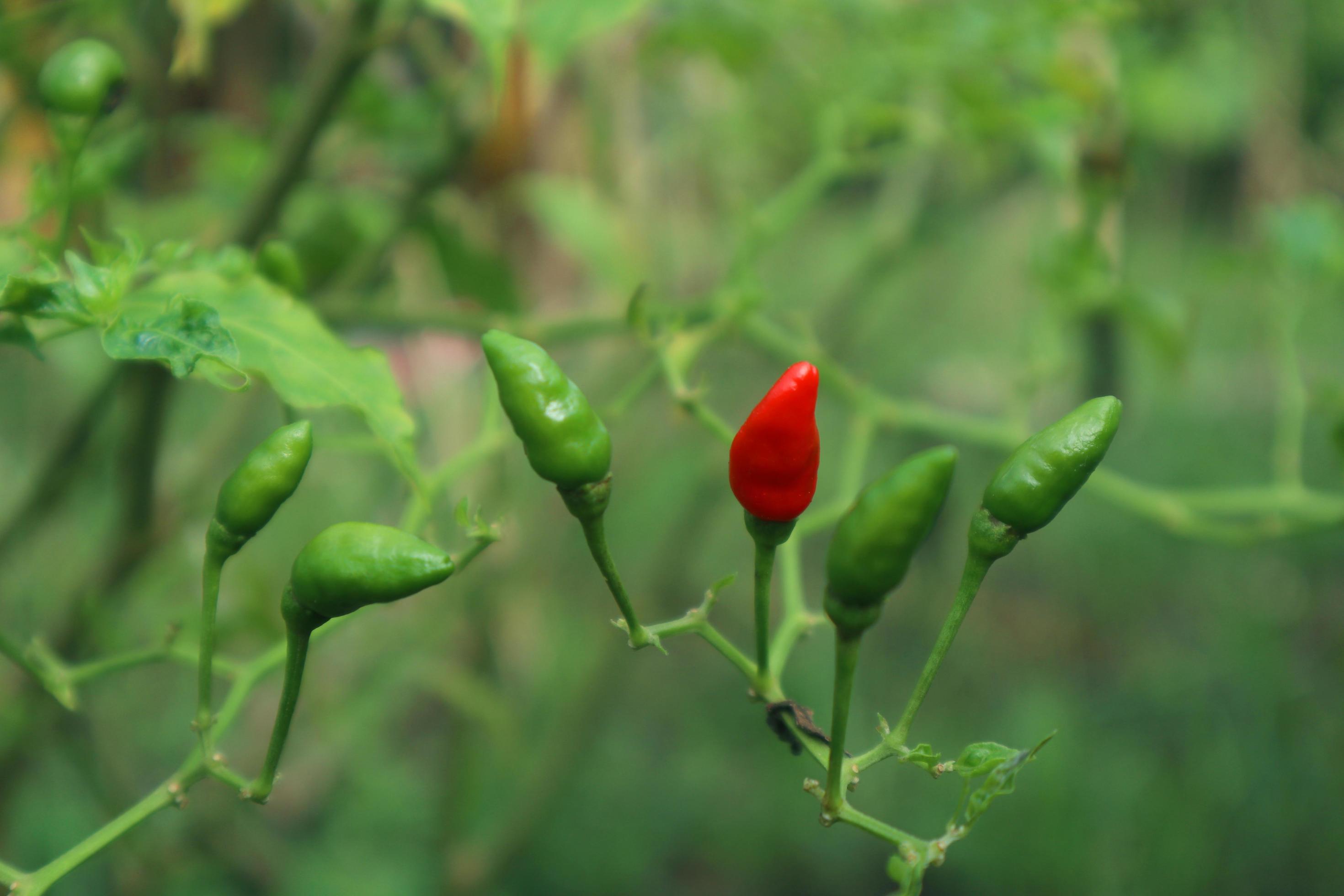 Hot chili peppers growing plant. Red and green Chile peppers plant