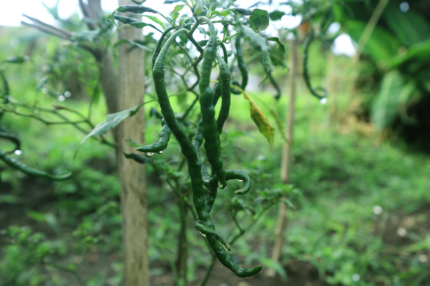 Hot chili peppers growing plant. Red and green Chile peppers plant photo