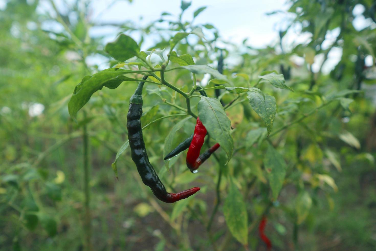 Hot chili peppers growing plant. Red and green Chile peppers plant photo