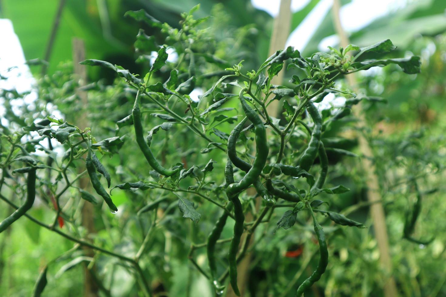 Hot chili peppers growing plant. Red and green Chile peppers plant photo