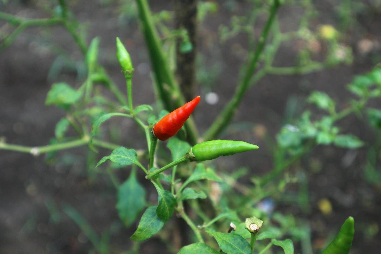 Hot chili peppers growing plant. Red and green Chile peppers plant photo