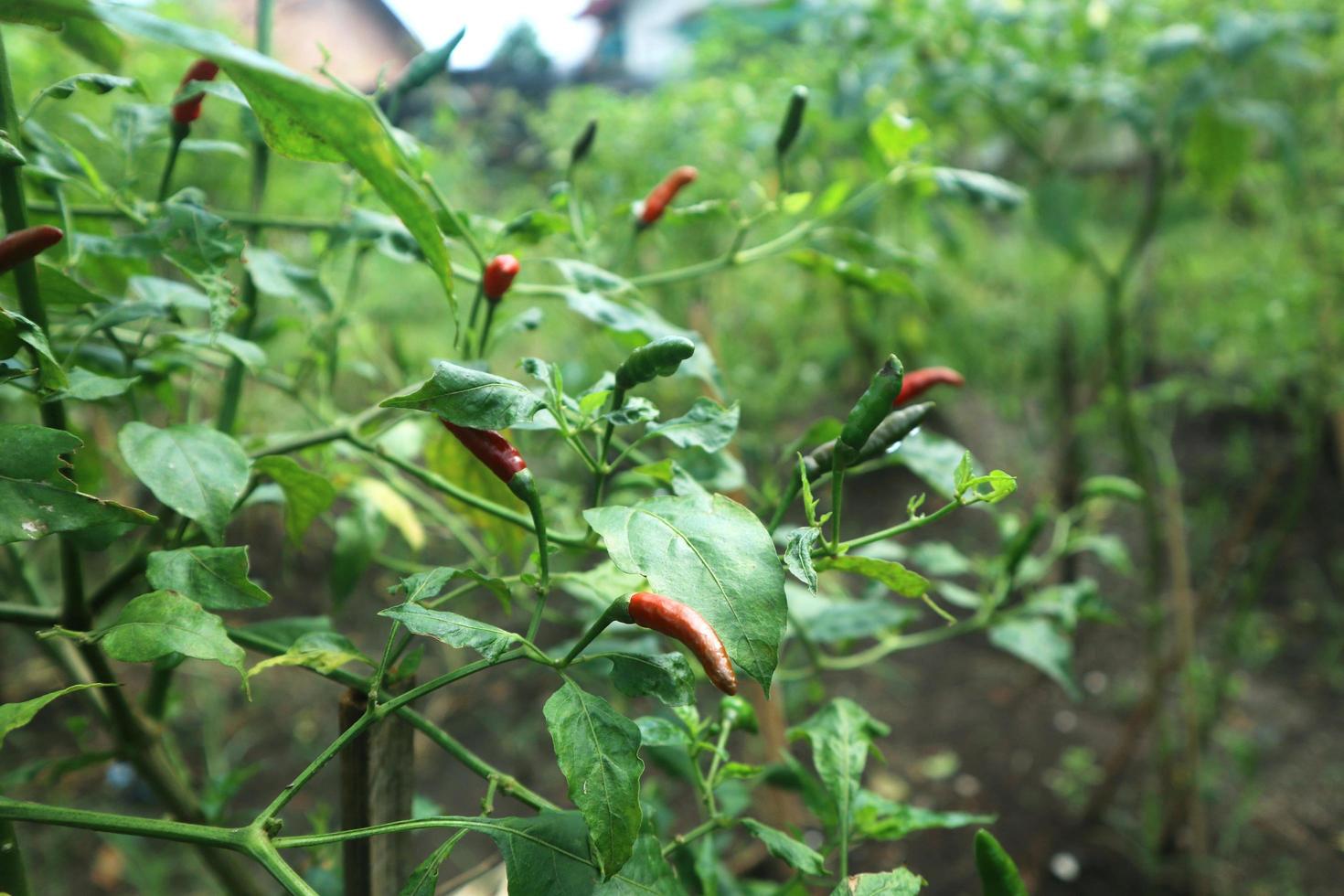 Hot chili peppers growing plant. Red and green Chile peppers plant photo