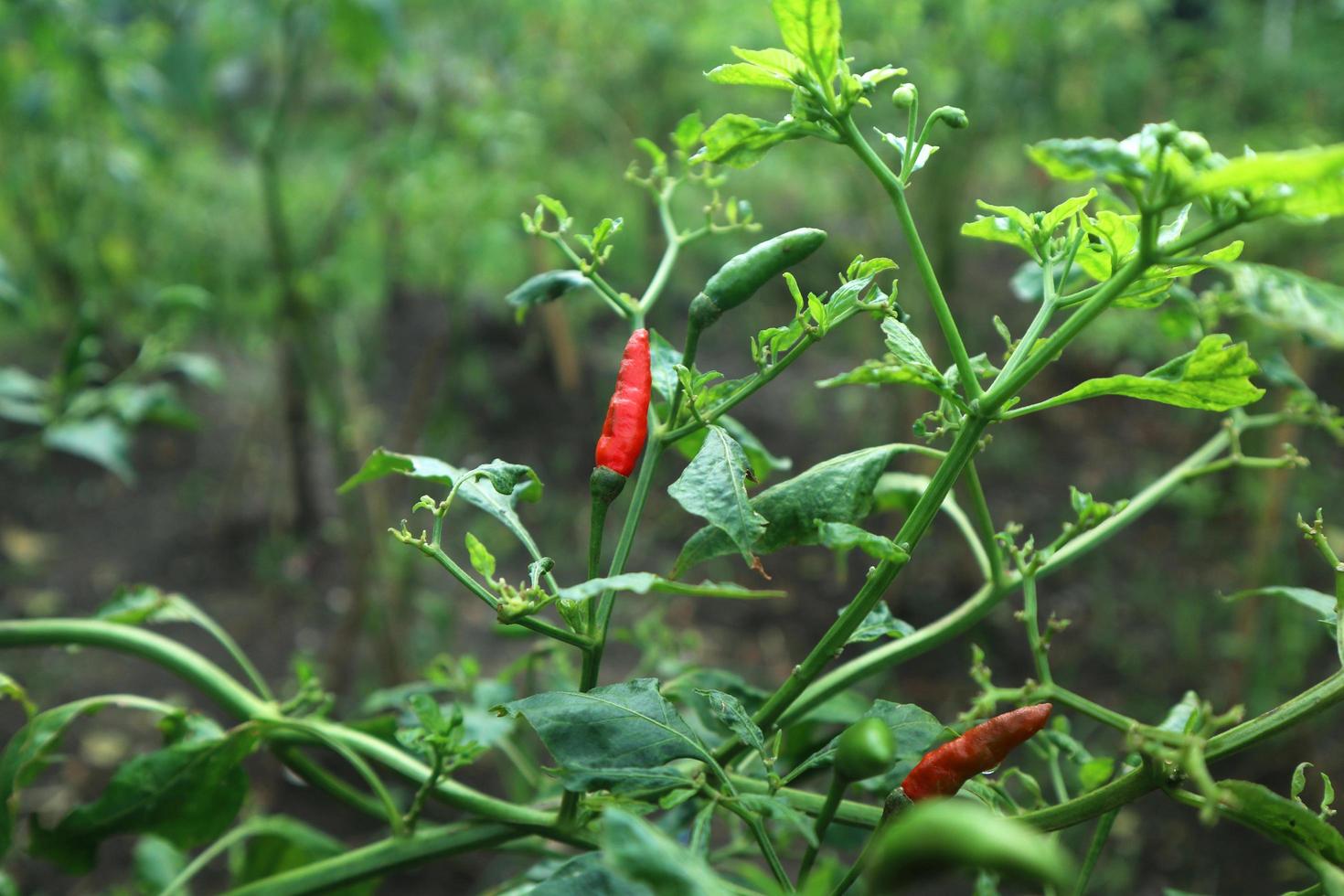 Hot chili peppers growing plant. Red and green Chile peppers plant photo