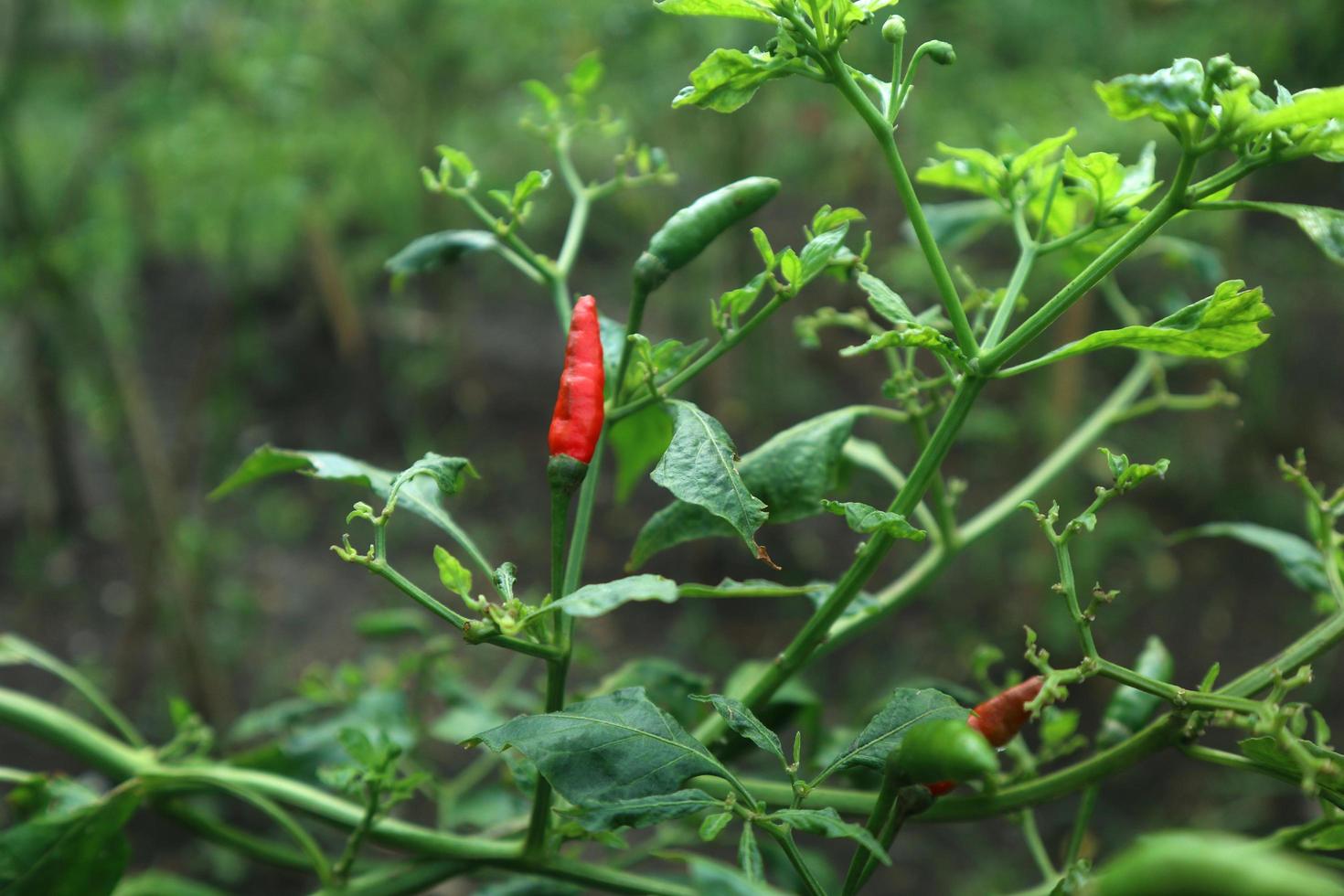 Hot chili peppers growing plant. Red and green Chile peppers plant photo
