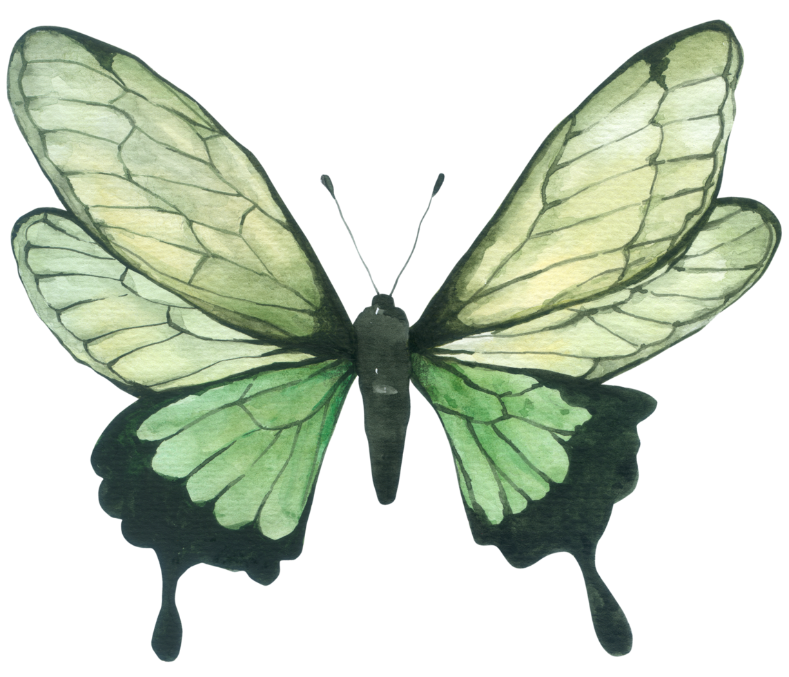 peinture à la main aquarelle papillon png