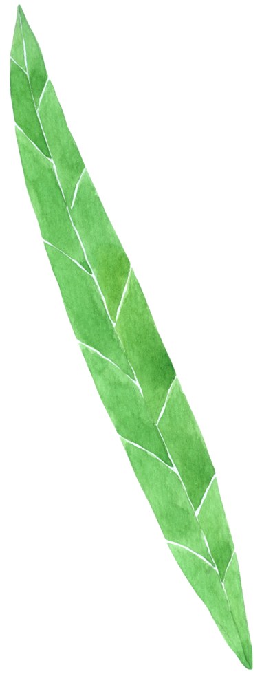 aquarela de folha verde png