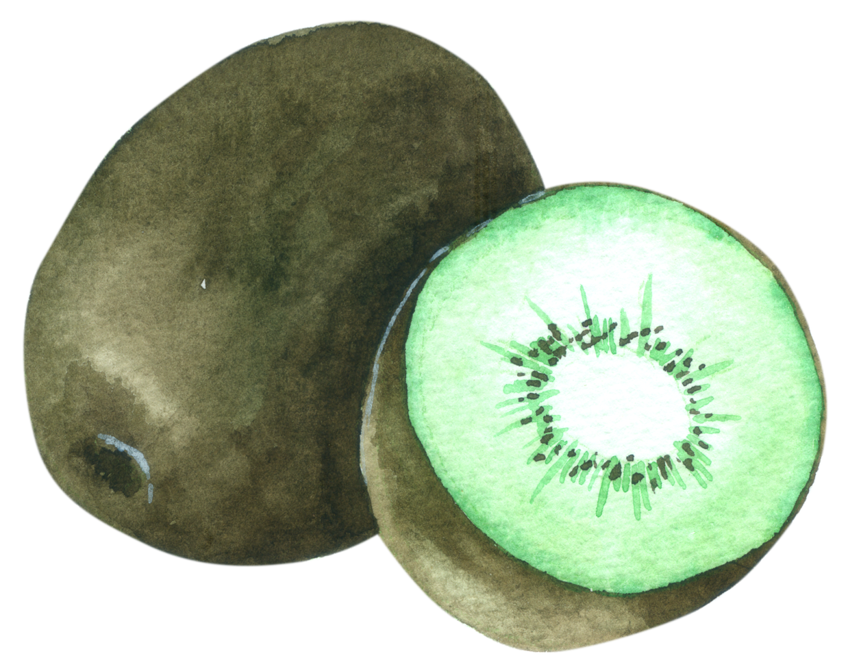 Kiwi fruit watercolor hand paint png