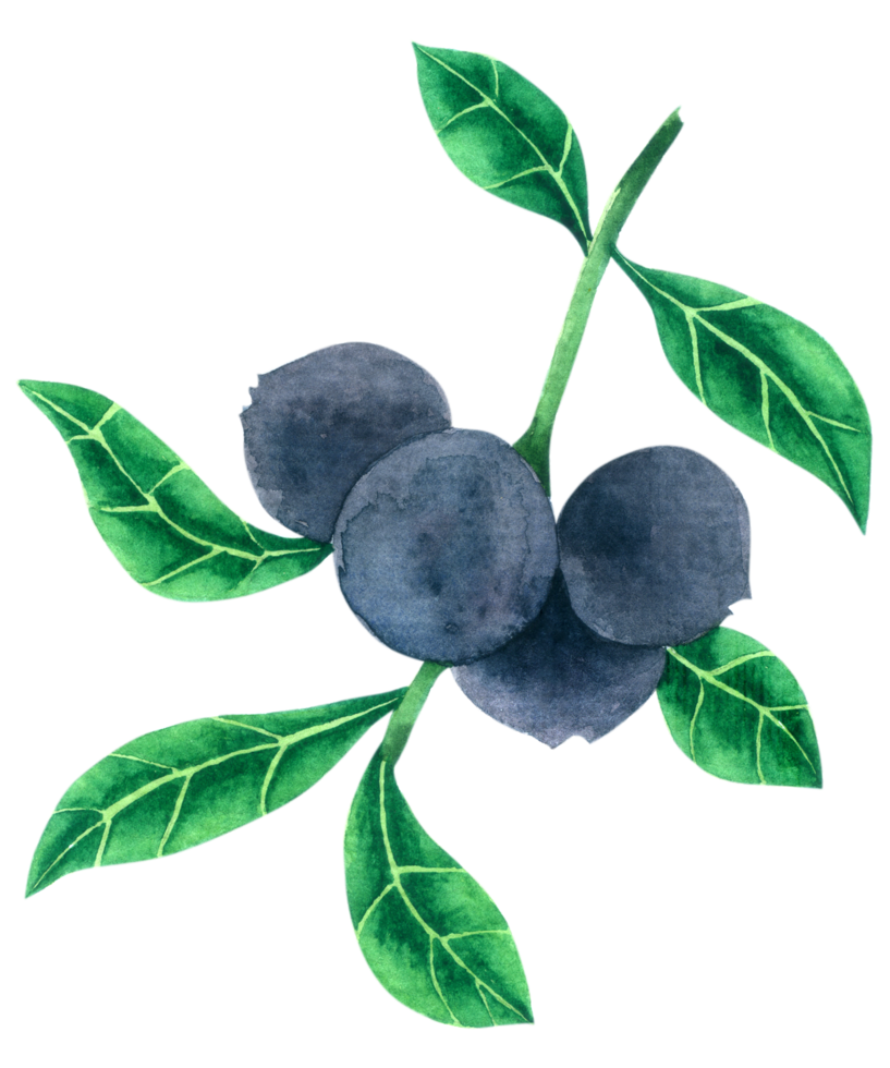 Blueberry watercolor hand paint png