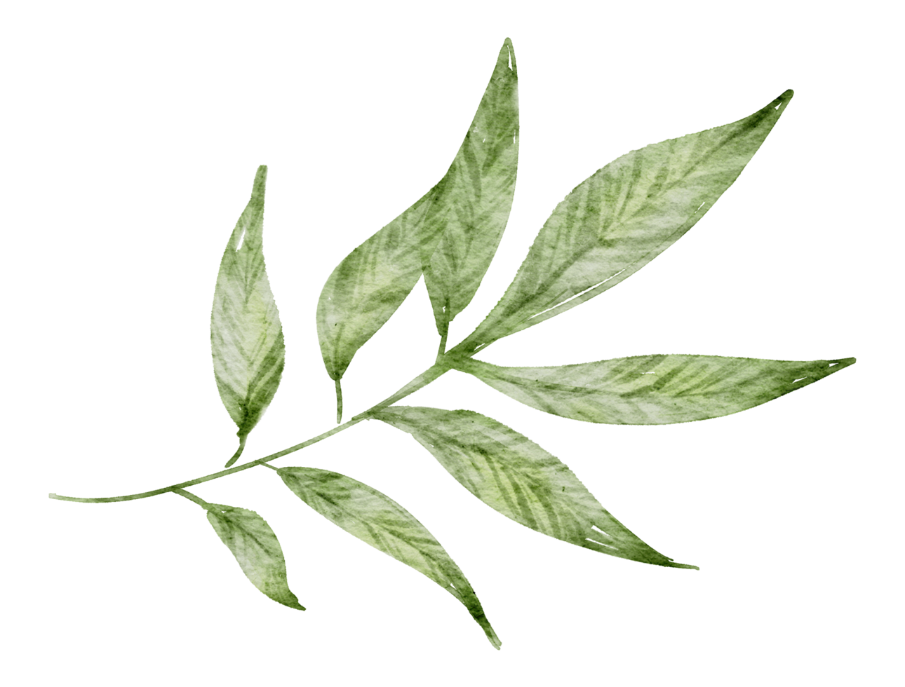 Green Leaf Element watercolor png