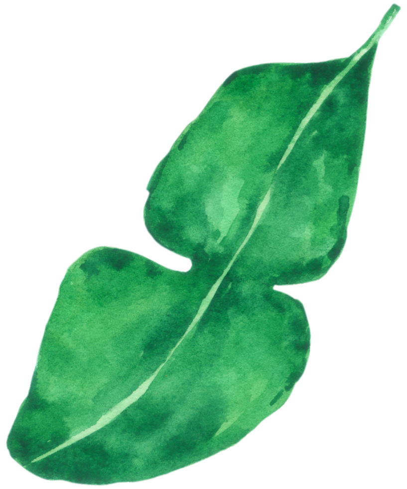 plantaardige aquarel handverf png