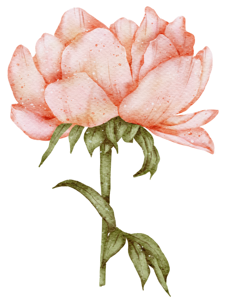 aquarela de flor de anêmona png