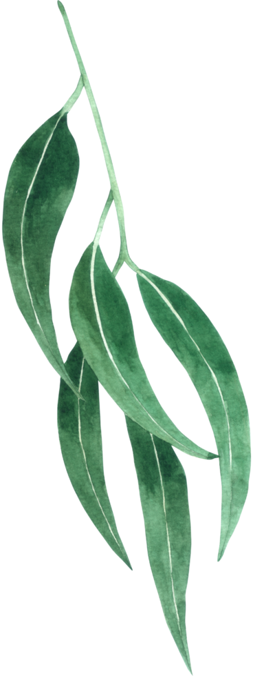 Green Leaf Element watercolor png