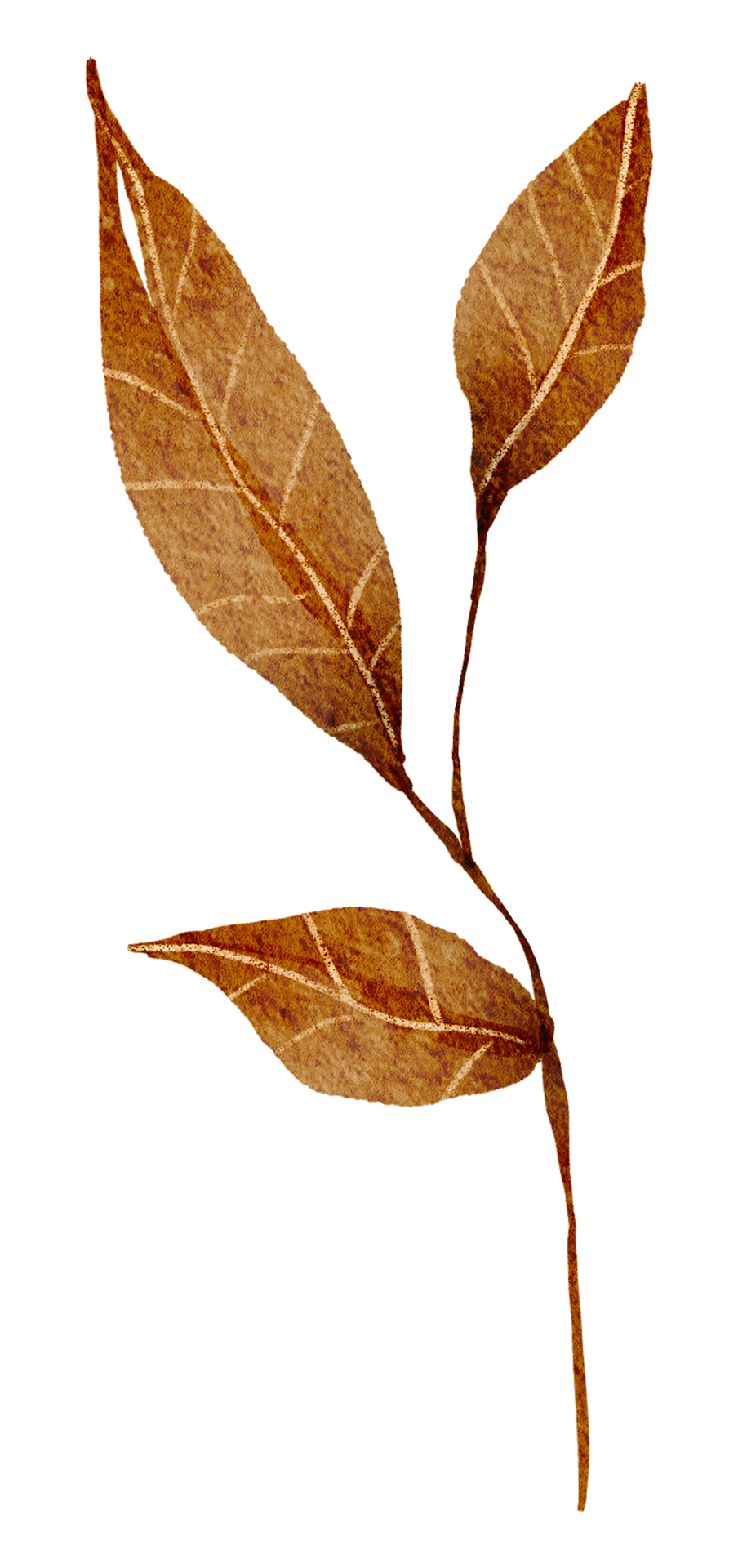 Autumn flower and Leaf watercolor 10180637 PNG