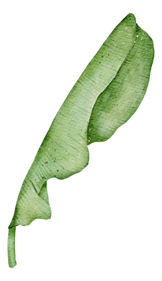 aquarelle élément feuille png