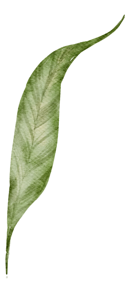 Leaf Element watercolor png