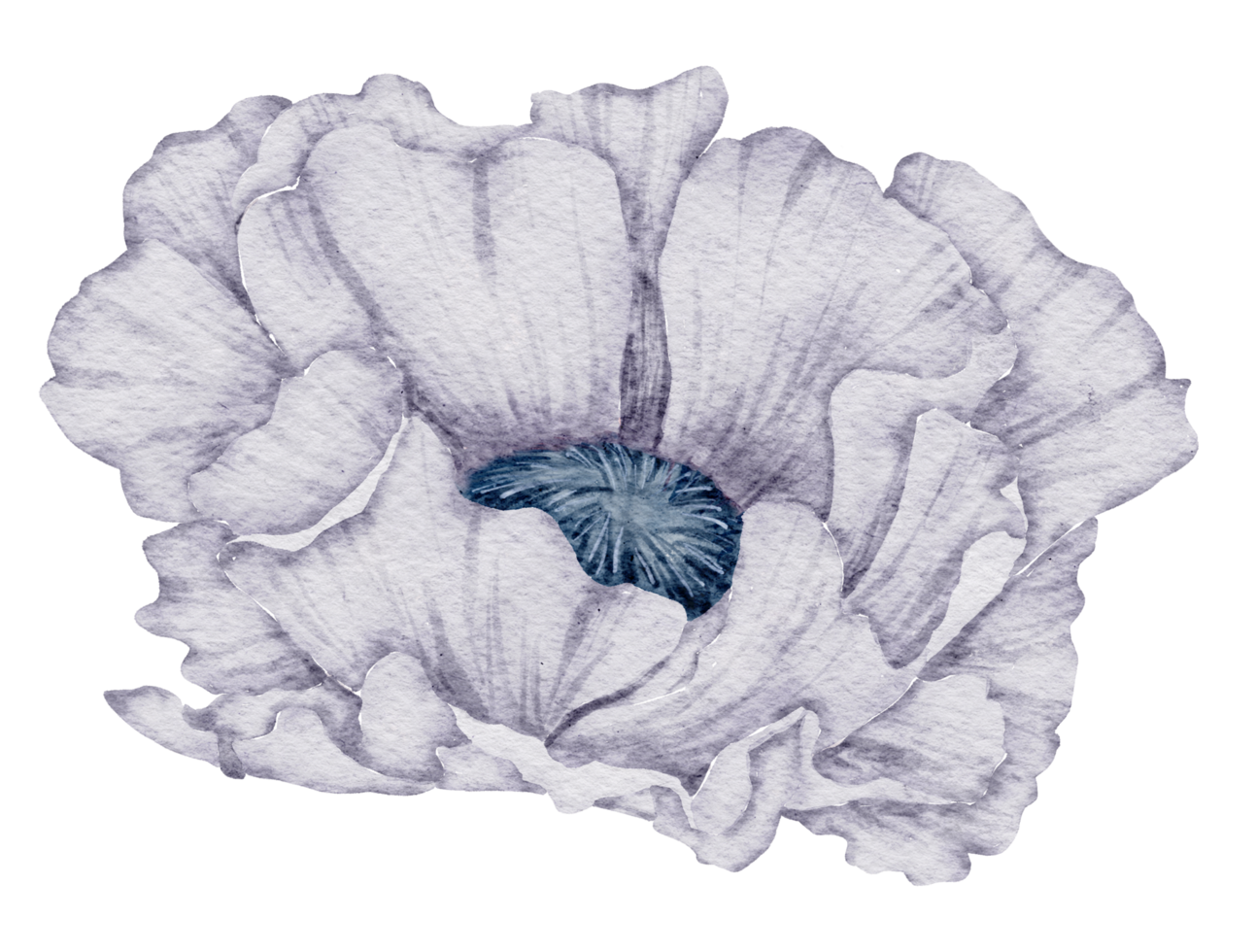 aquarelle de fleur d'anémone png