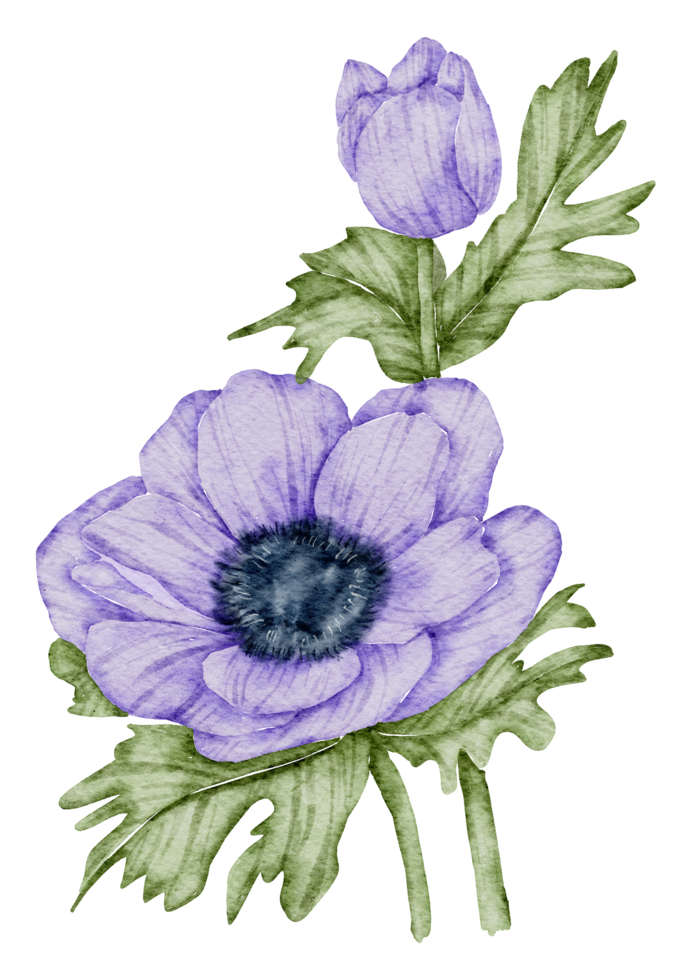 Anemone flower watercolor png