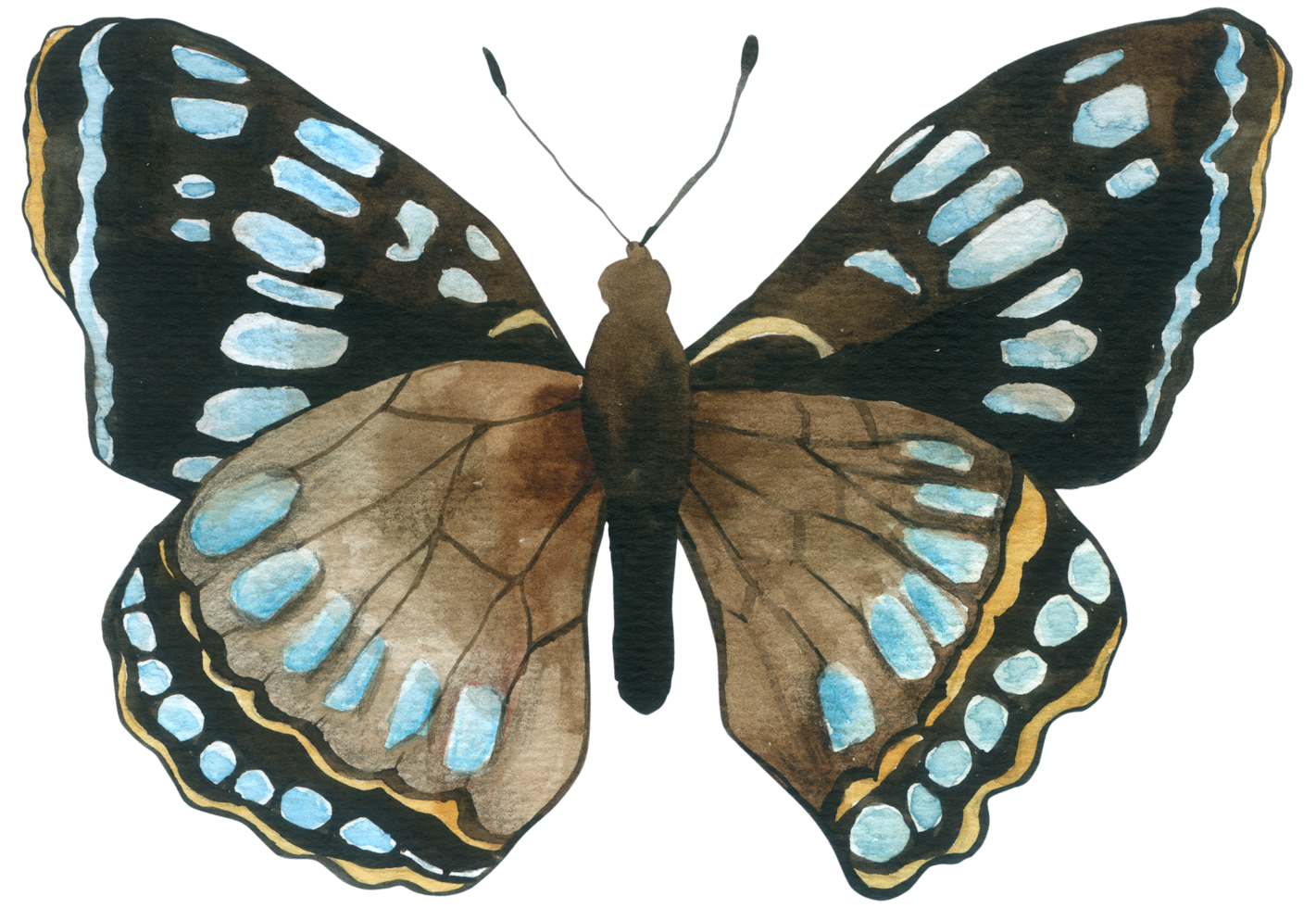 pintura de mano de acuarela de mariposa png