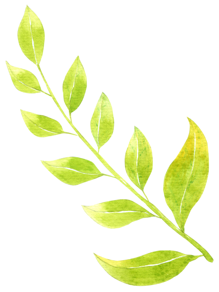 Green Leaf watercolor png