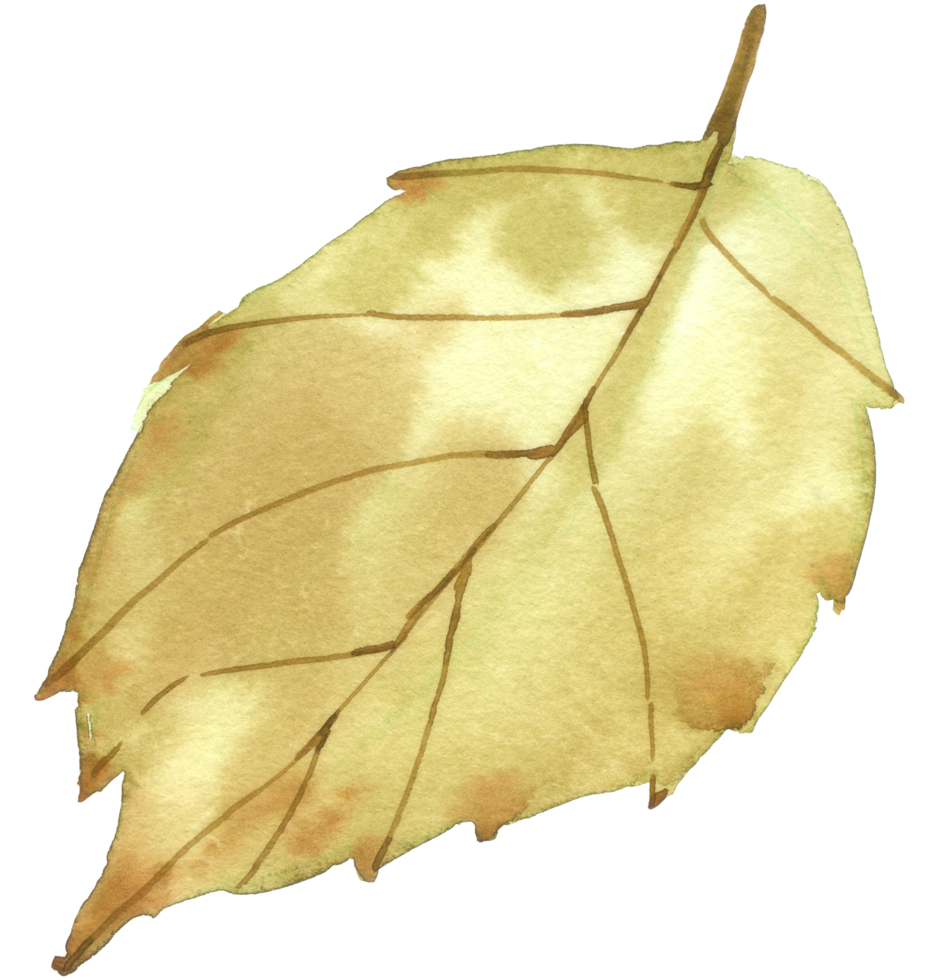 Autumn Leaf  watercolor png