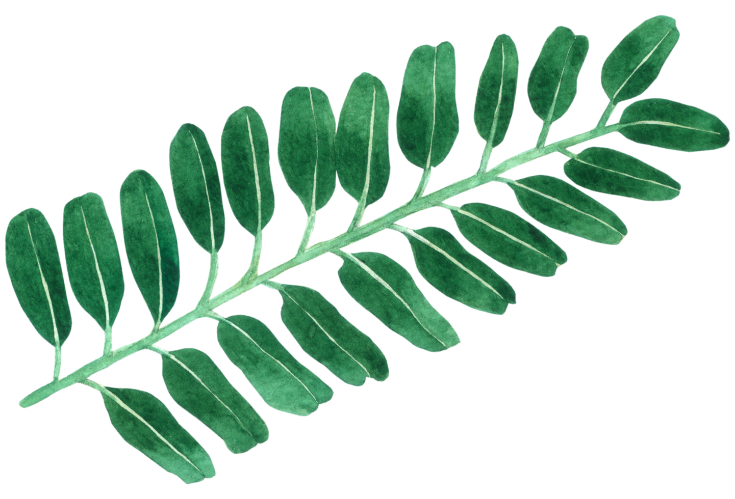 aquarelle élément feuille verte png